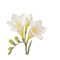 Freesia note