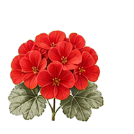 Geranium note