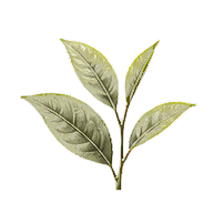 Green Tea note