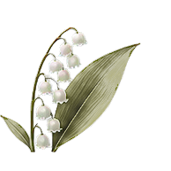 Lily of the Valley note