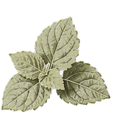 Patchouli note